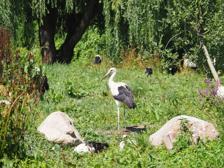 NaturOparC Hunawihr, Alsace (France)